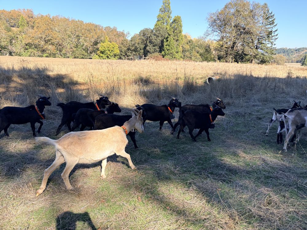 Tan Alpine doe with a bell leading black Syfan Spanish does across a pasture