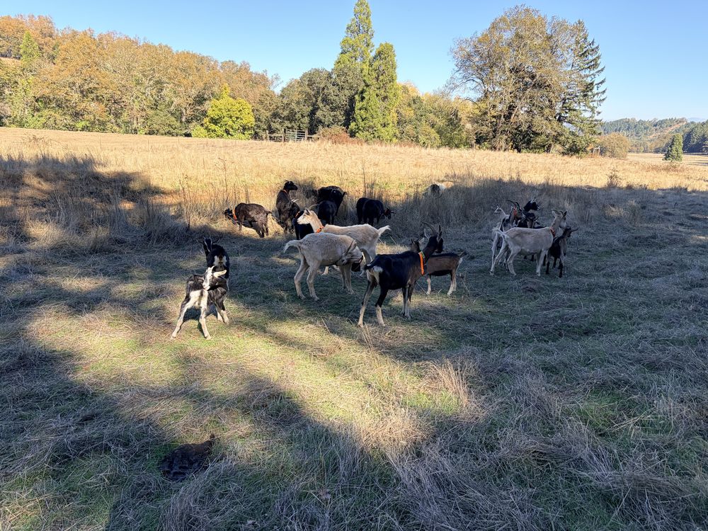 Alpine and black Syfan Spanish does walking through sun and shade in a pasture