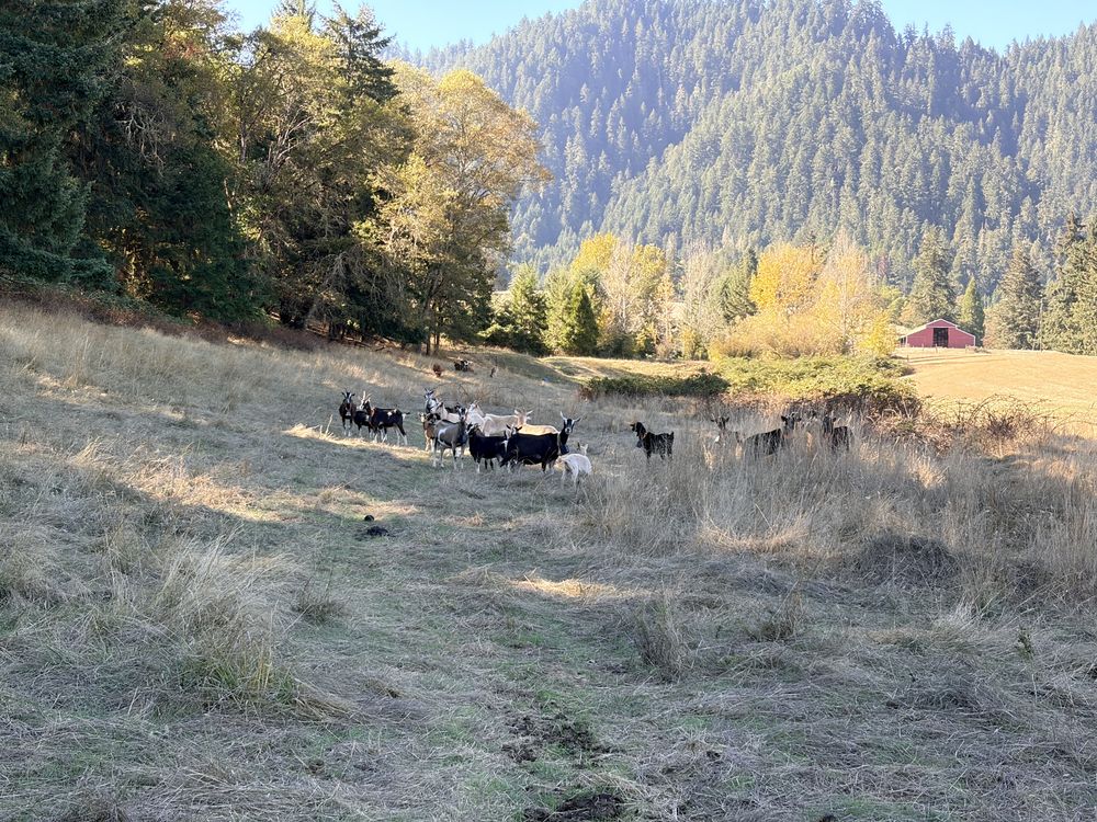 Wide view of Alpine and Syfan Spanish does grazing a large pasture with a red barn in the distance