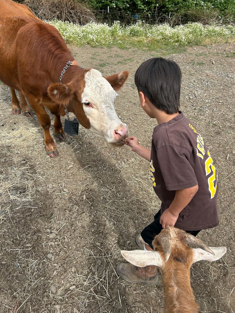 A young boy hand-feeding a Hereford heifer wearing a bell