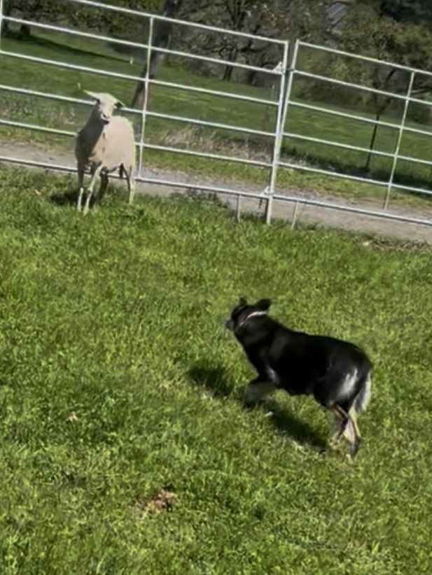 A black-and-white dog working a sheep near a metal gate in a green pasture