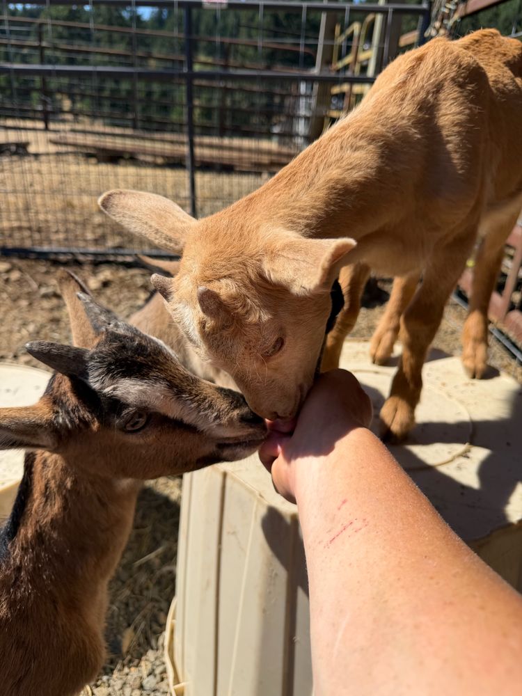 Two young goat kids nibbling at a person's hand in a pen