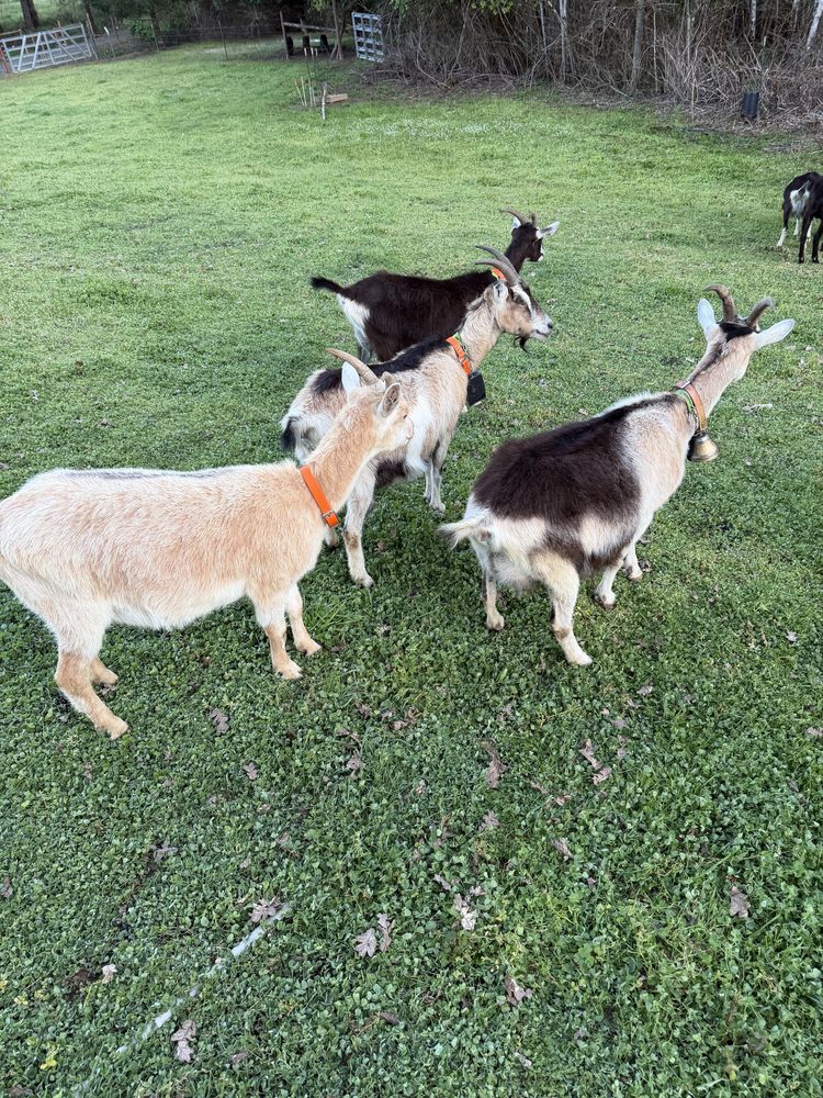 Four Packer pack goats wearing bells grazing together in a clover pasture