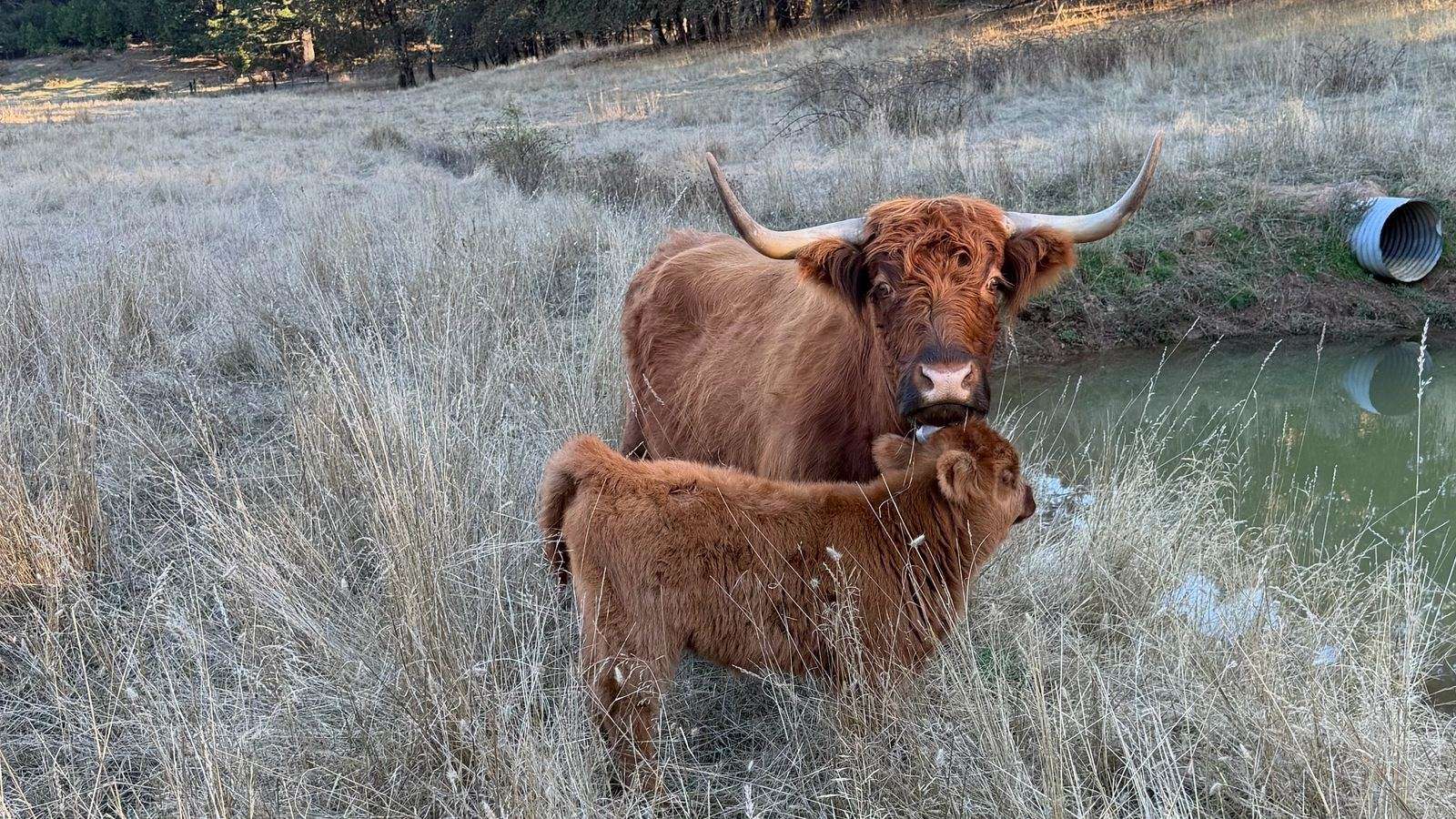 Shaggy red Highland cow with her calf standing in tall dry grass beside a pond, with a forested hillside behind