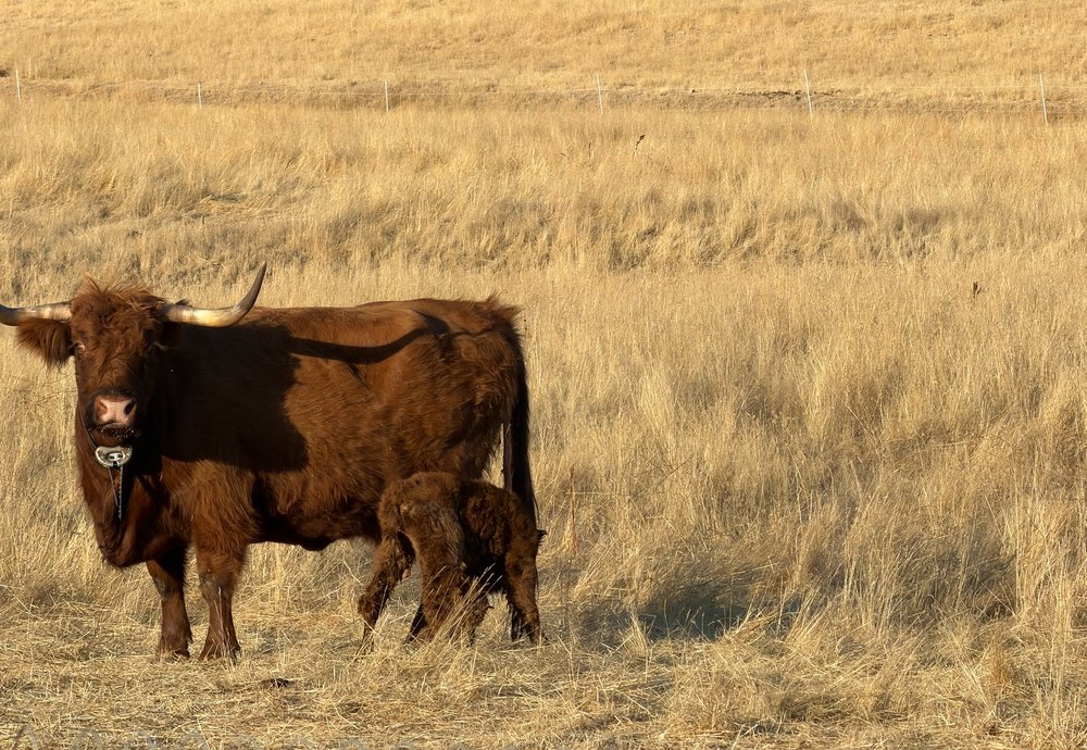 Red Highland cow with long horns standing over her newborn calf in a golden pasture