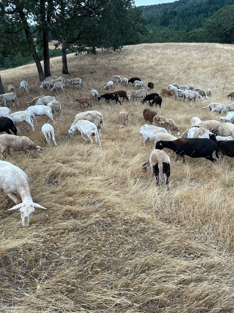 Katahdin flock grazing a golden, dry hillside under oak trees