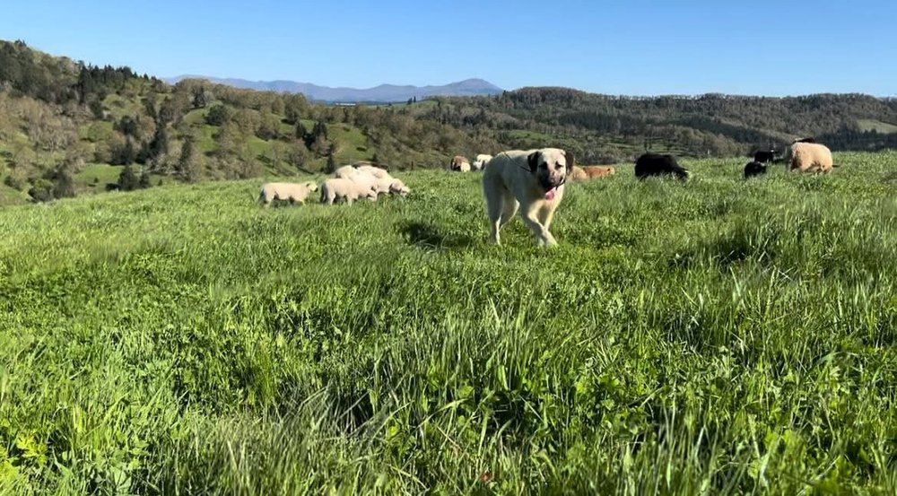 Anatolian livestock guardian dog walking with the sheep