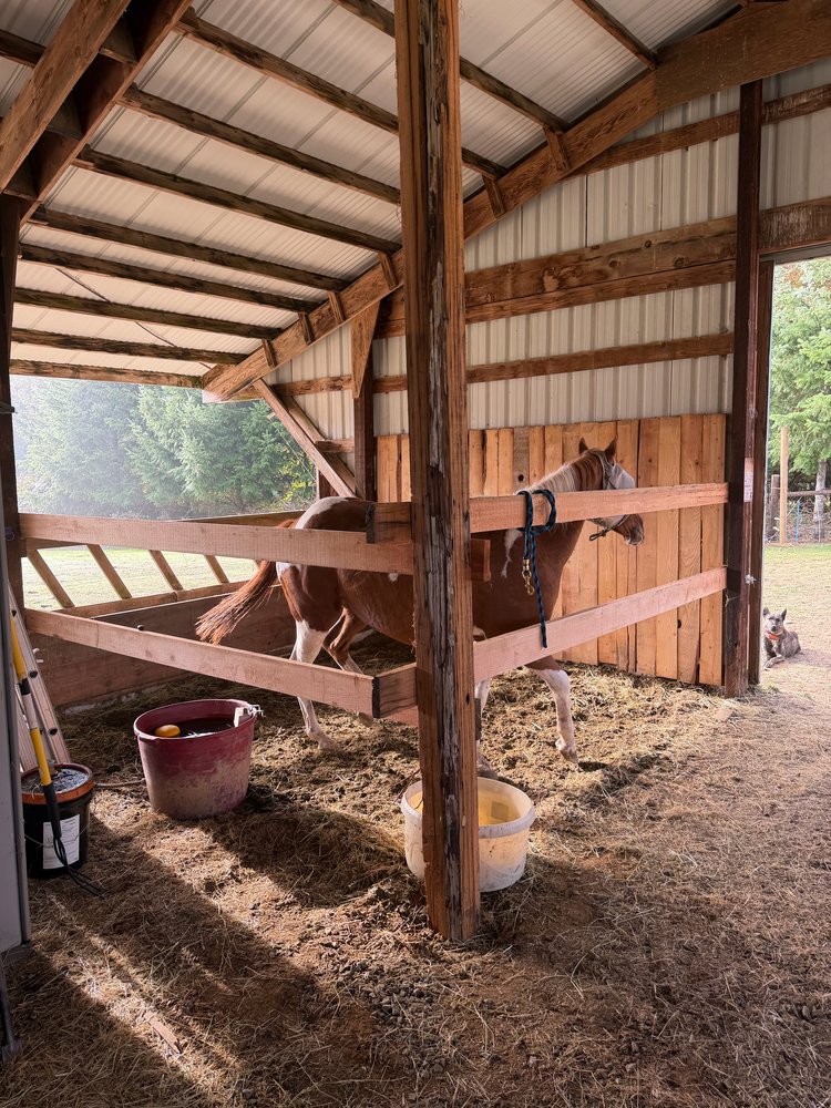 Paint mare in a wooden stall under construction in a pole barn, with a dog resting in the doorway