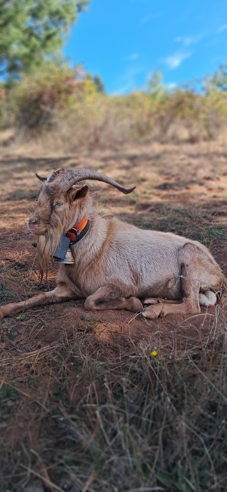 Tan bearded goat with long curved horns and a bell, lying down on a trail