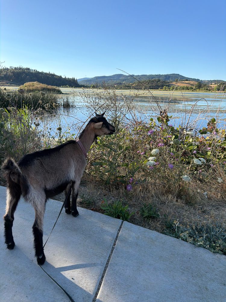 Young tan-and-black goat on a leash on a paved path beside a marshy lake, with hills behind
