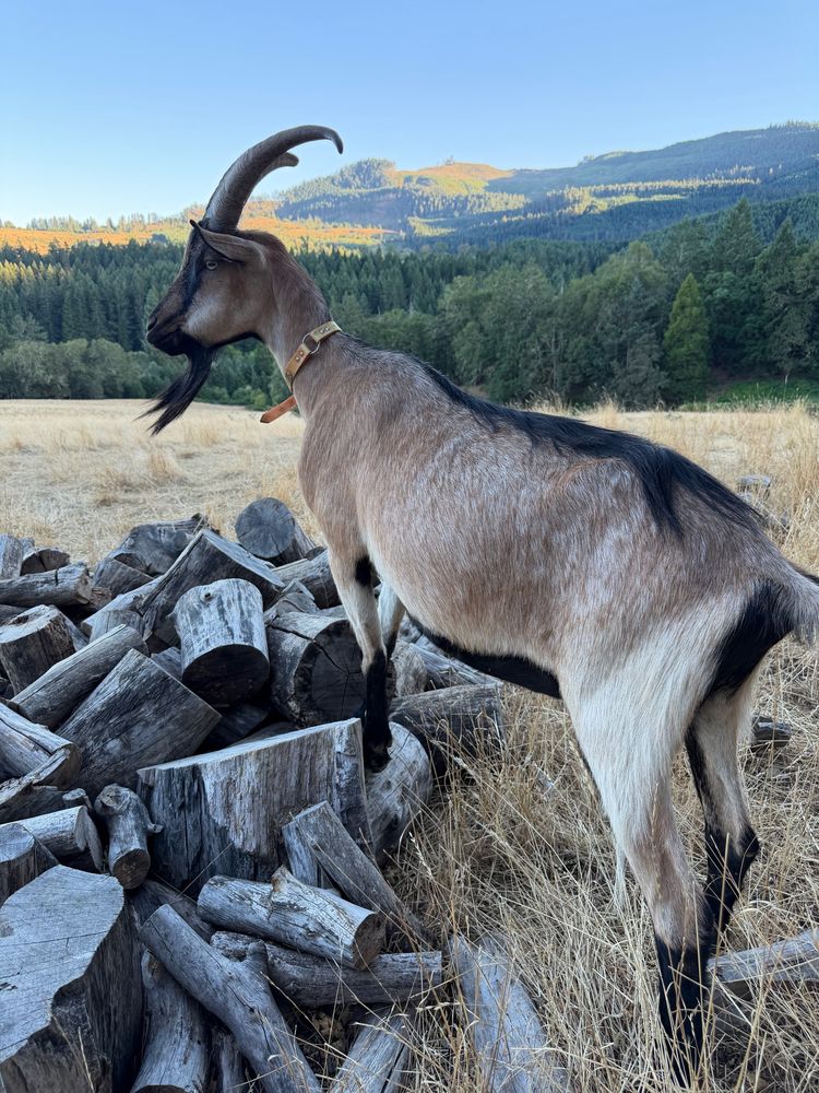 Horned tan-and-black goat standing on a pile of firewood rounds in a dry pasture, with forested hills behind
