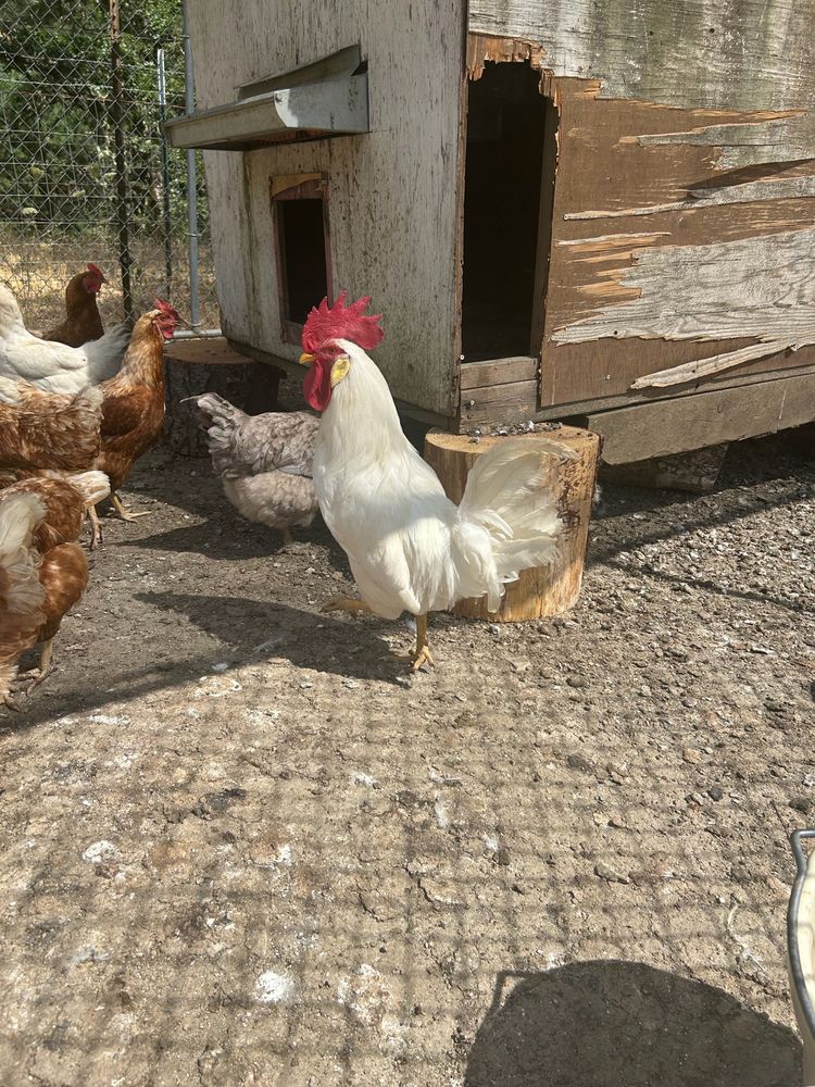 White rooster with brown and white hens beside a weathered wooden chicken coop