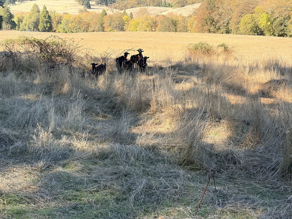 Black Syfan Spanish doelings near dry brush in a pasture with hills behind