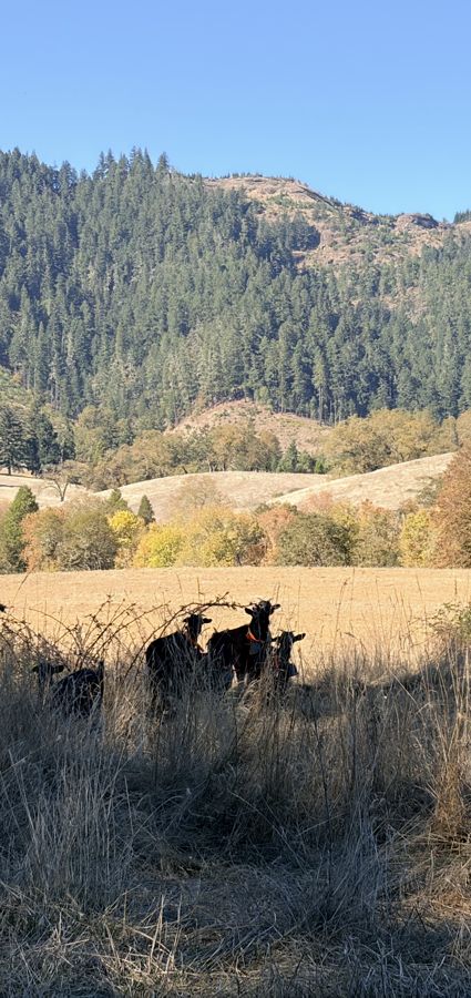 Black Syfan Spanish doelings grazing at the base of a wooded hillside under a blue sky