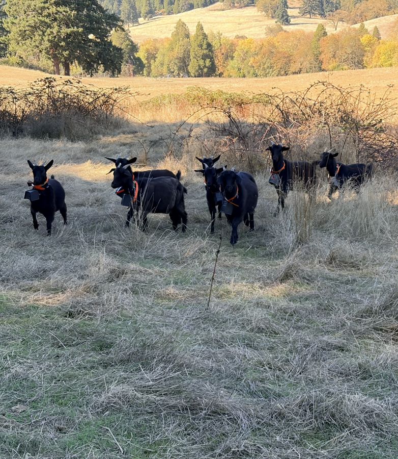 Group of black Syfan Spanish doelings with orange collars standing in a dry pasture, with autumn hills behind