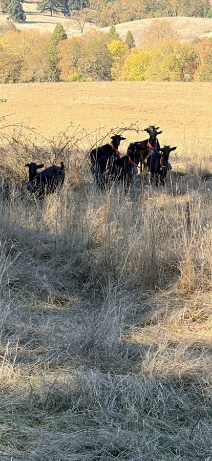 Black Syfan Spanish doelings walking through tall dry grass on a hillside